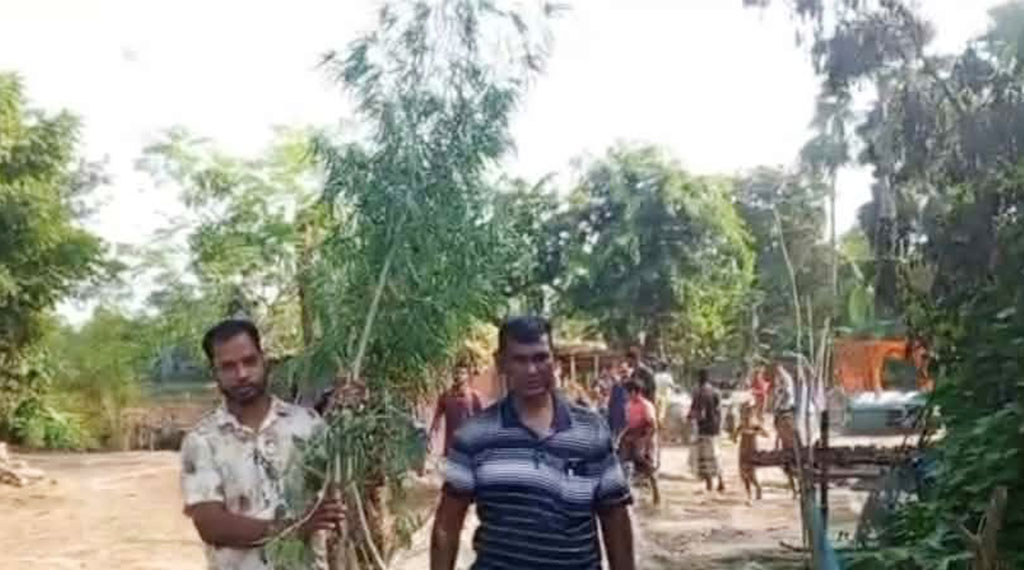 বসতবাড়ির আঙিনায় চাষ করা হচ্ছিল গাঁজার গাছ