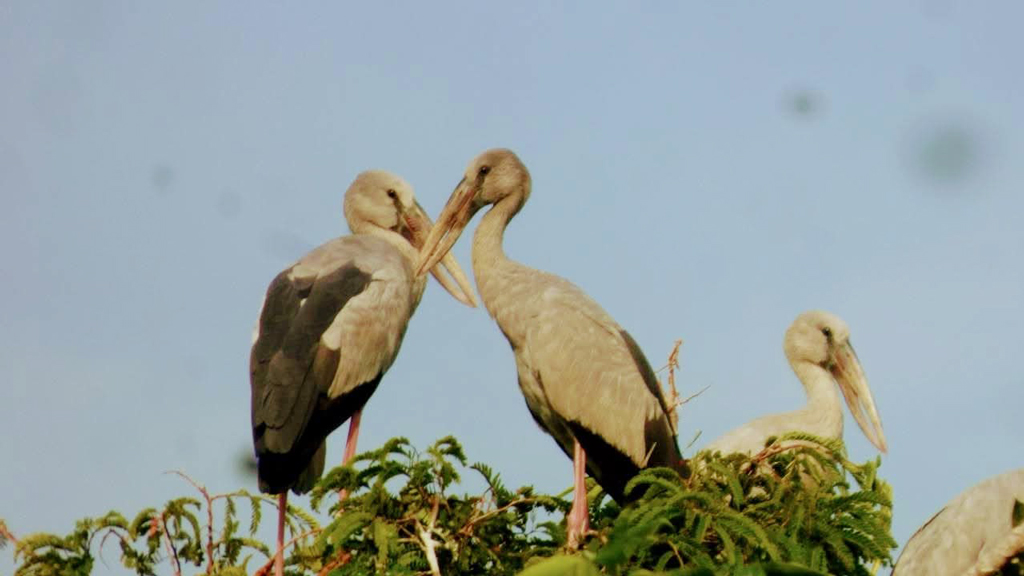 অতিথি পাখিতে মুখর চলনবিল, অসাধু শিকারির ফাঁদে হুমকিতে জীববৈচিত্র্য