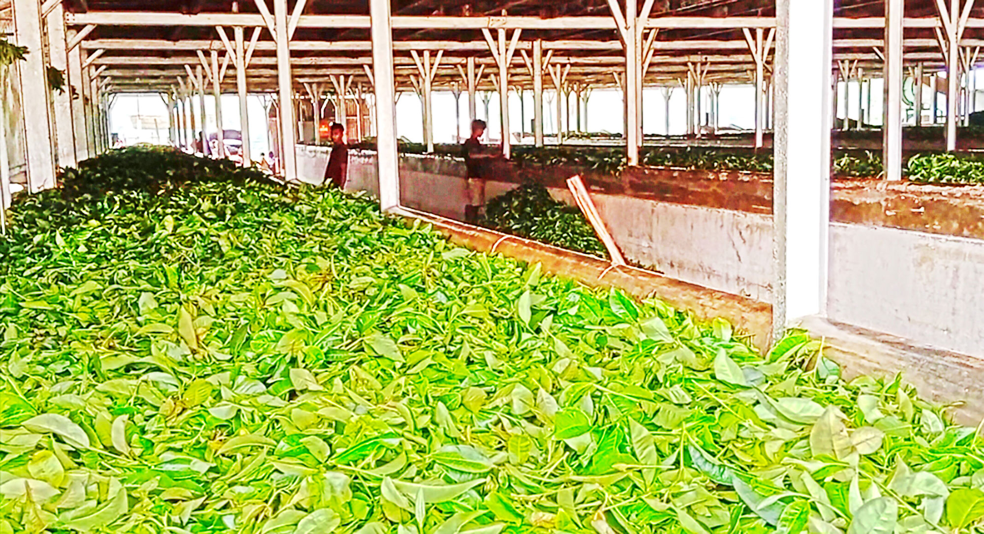 মৌলভীবাজার: বিদ্যুতের অভাবে চায়ে লোকসানের শঙ্কা