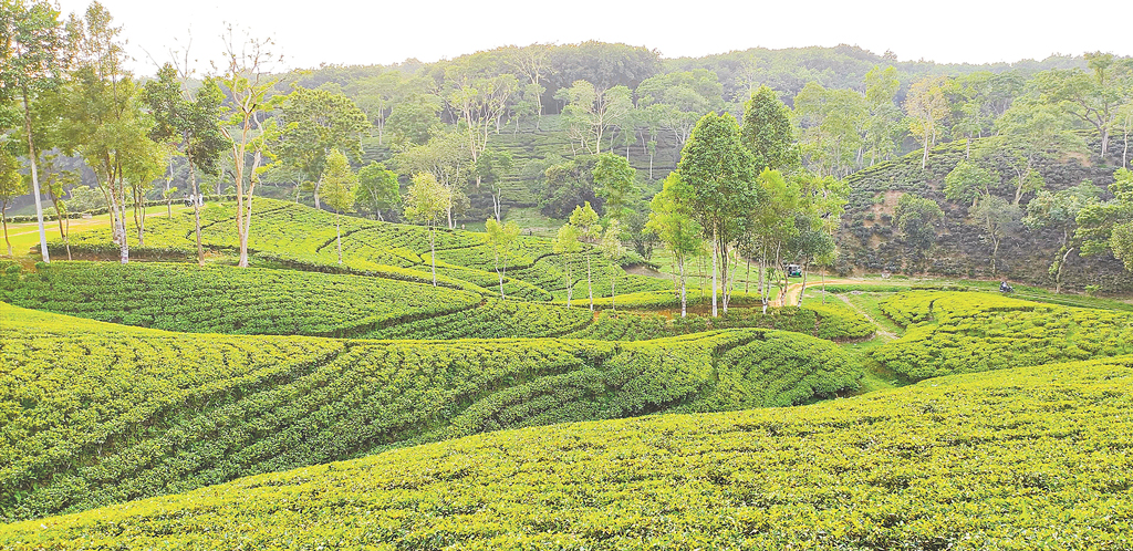 উৎপাদন খরচের চাপে চা-শিল্প