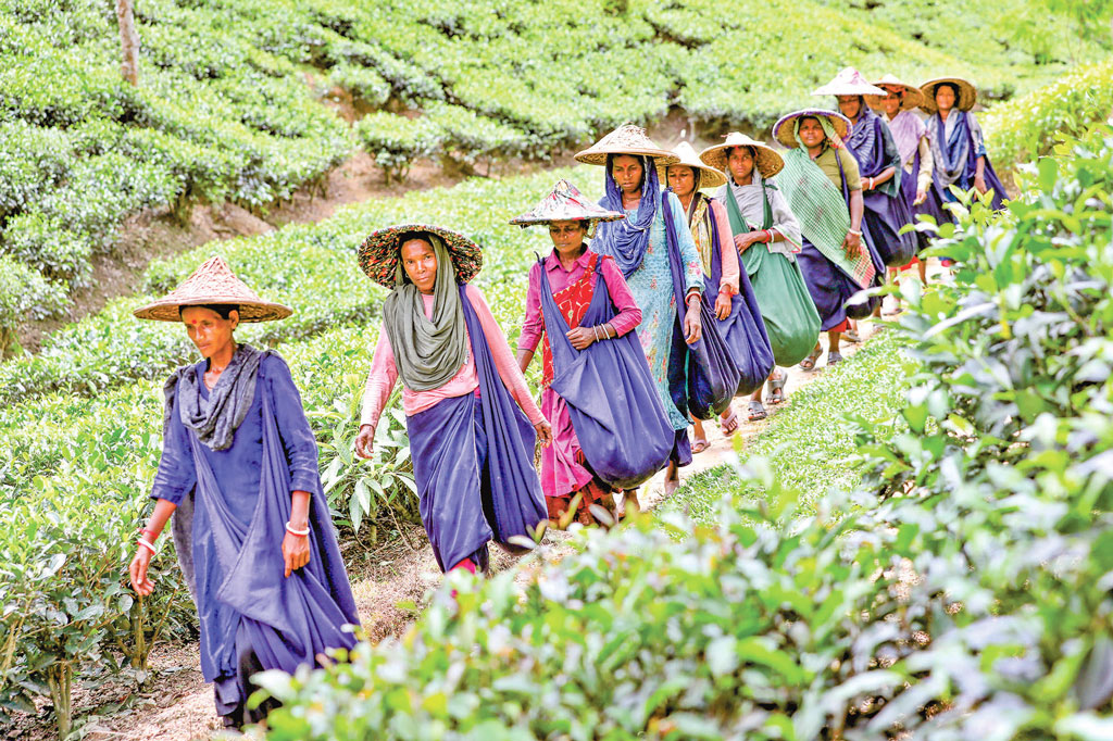 একটি কুঁড়ি দুটি পাতায় জমাট বাঁধা কষ্ট