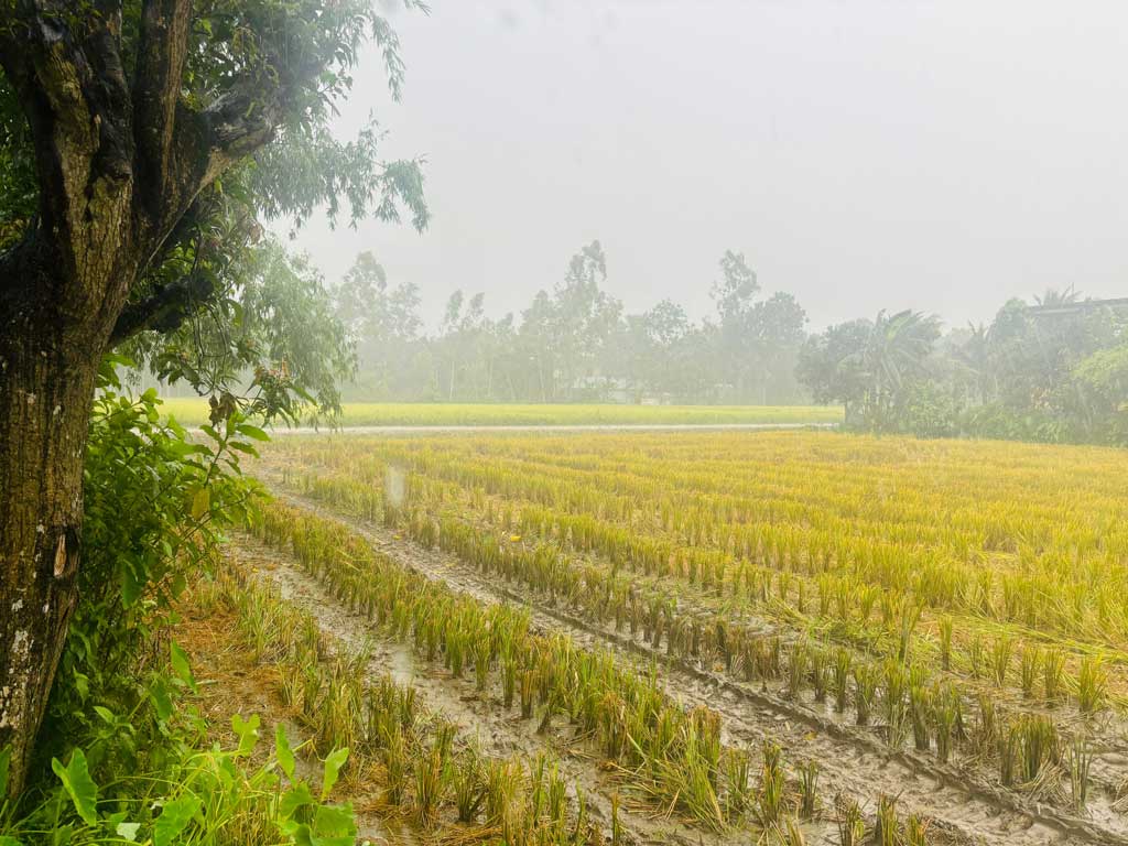 খরায় ক্লান্ত ঠাকুরগাঁওয়ে স্বস্তির বৃষ্টি