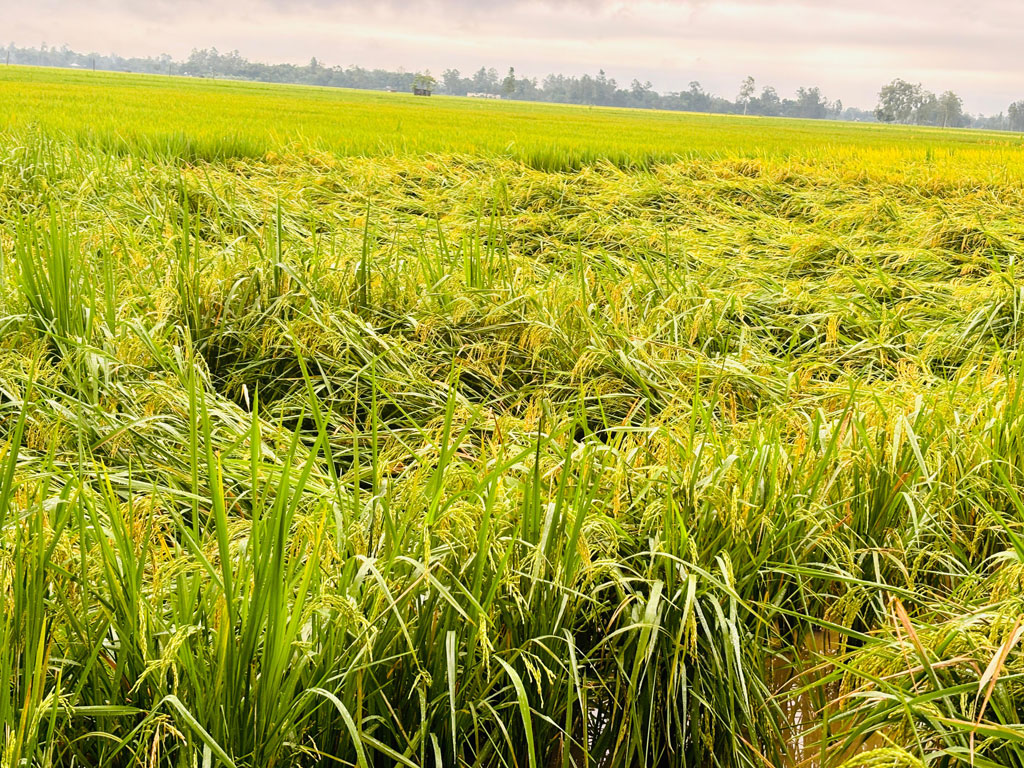 ঠাকুরগাঁওয়ে টানা বৃষ্টিতে আমন ধান ও শীতকালীন সবজির ব্যাপক ক্ষতি