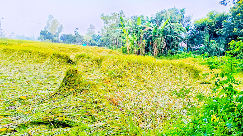 টানা দুদিনের বৃষ্টিতে নুয়ে পড়েছে আধা পাকা ধান, দুশ্চিন্তায় কৃষক