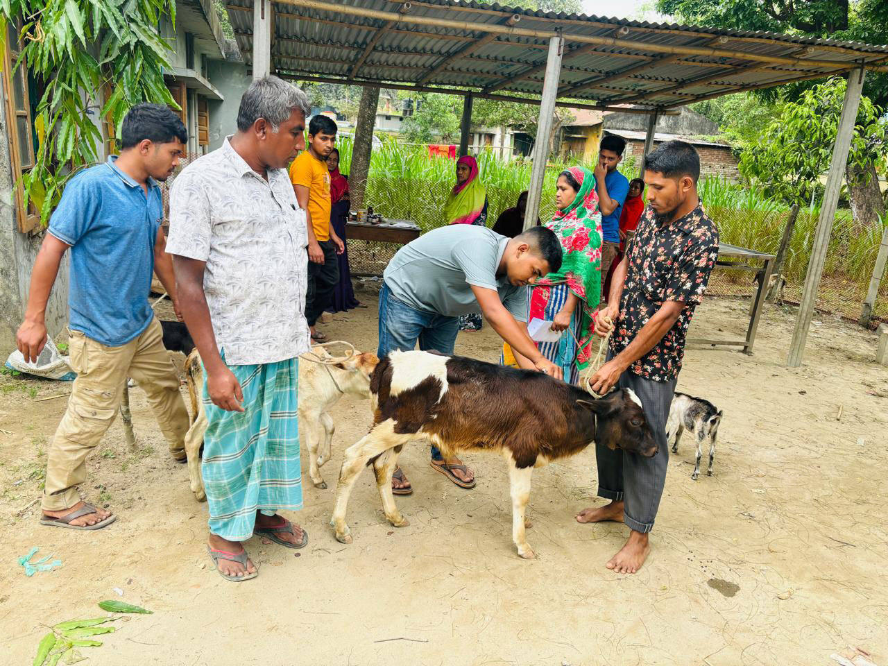 ঠাকুরগাঁওয়ে গরুর লাম্পি ভাইরাস, ক্ষতিগ্রস্ত খামারিরা