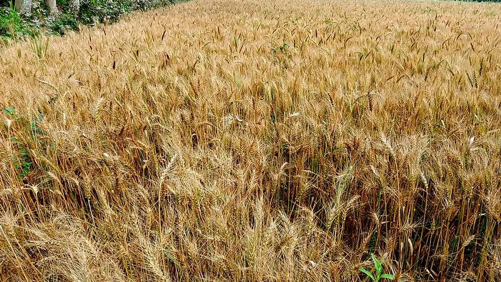 প্রণোদনা দিয়েও ঠাকুরগাঁওয়ে বাড়ছে না গম চাষ