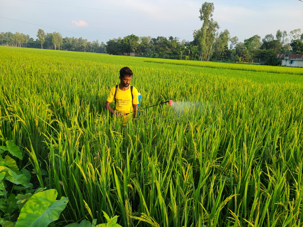 ধান আছে, ঘ্রাণ নেই: হাইব্রিডের দাপটে হারিয়ে যাচ্ছে ২৭ জাতের আদি ধান