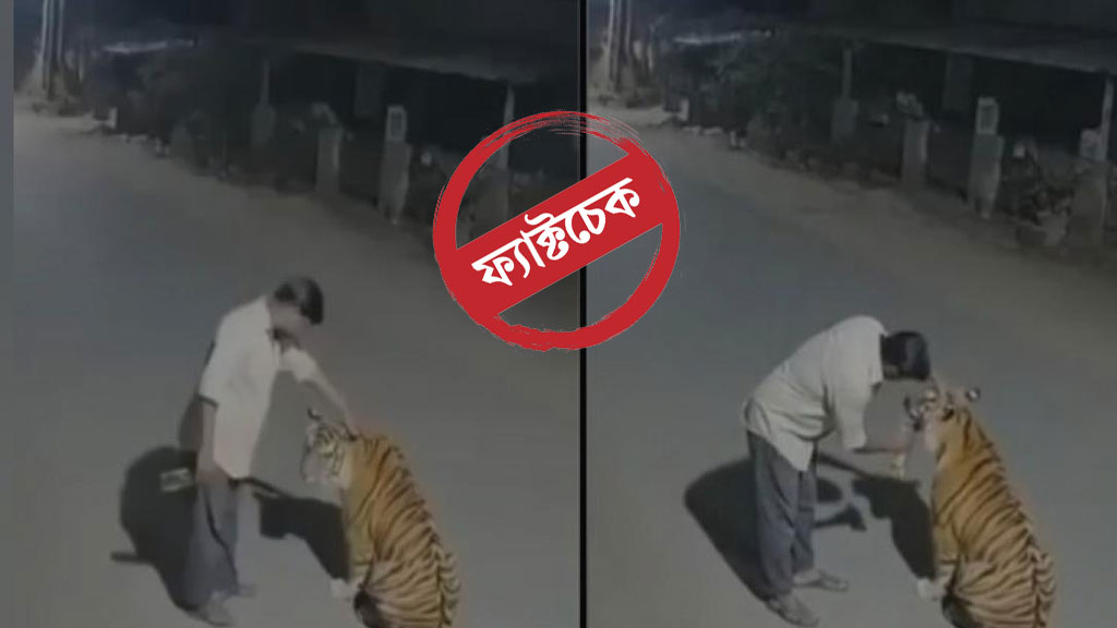 মধ্যরাতে মাঝরাস্তায় বাঘকে মদ খাওয়ানোর চেষ্টা করছে মাতাল—ভাইরাল ভিডিওটি ফেক