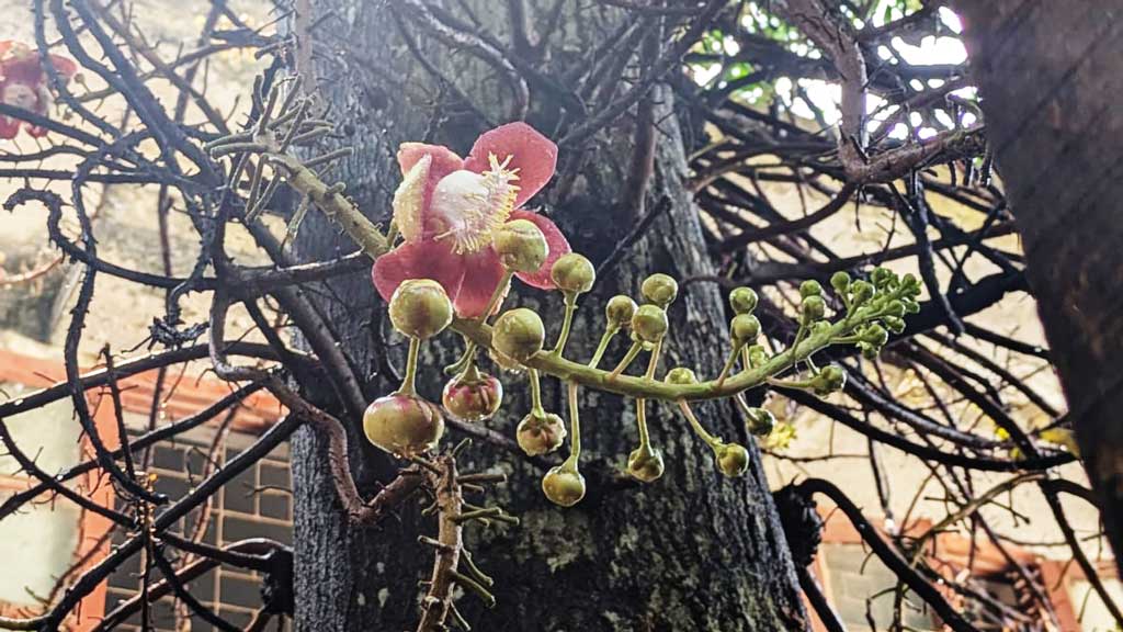 চৌদ্দগ্রামে বিরল নাগলিঙ্গম ফুলের মাধুর্যে মুগ্ধ প্রকৃতিপ্রেমীরা