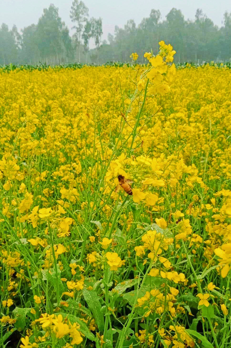 সরিষা ফুলের হলুদে মাতোয়ারা প্রকৃতি