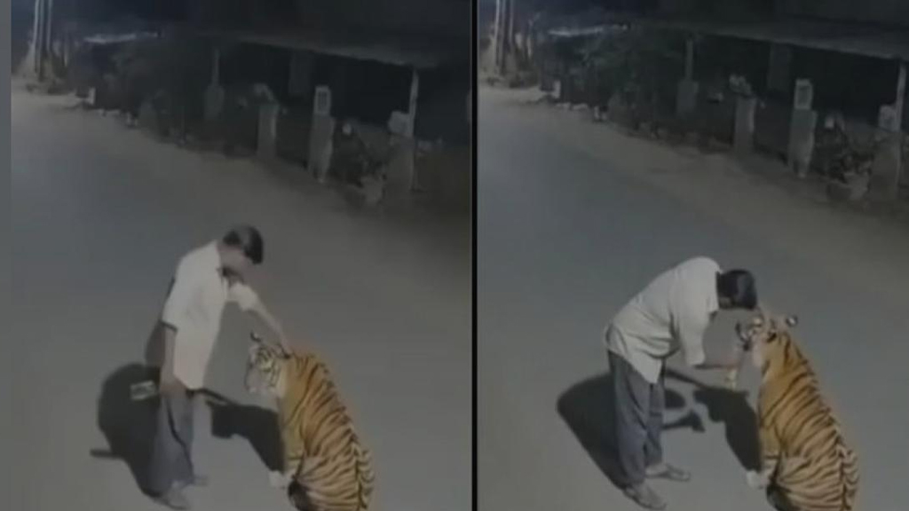 মধ্যরাতে মাঝরাস্তায় বাঘকে মদ খাওয়ানোর চেষ্টা করছে মাতাল—ভাইরাল ভিডিওটি ফেক