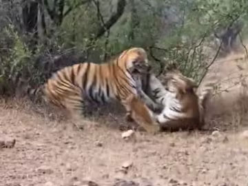 জঙ্গলে পর্যটকদের সামনেই দুই বাঘিনীর মরণপণ লড়াই, কারণ কী