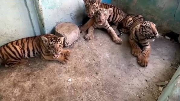 সংকটে জর্জরিত কিউবায় আনন্দ বয়ে আনল রয়েল বেঙ্গল টাইগারের ৪ শাবক