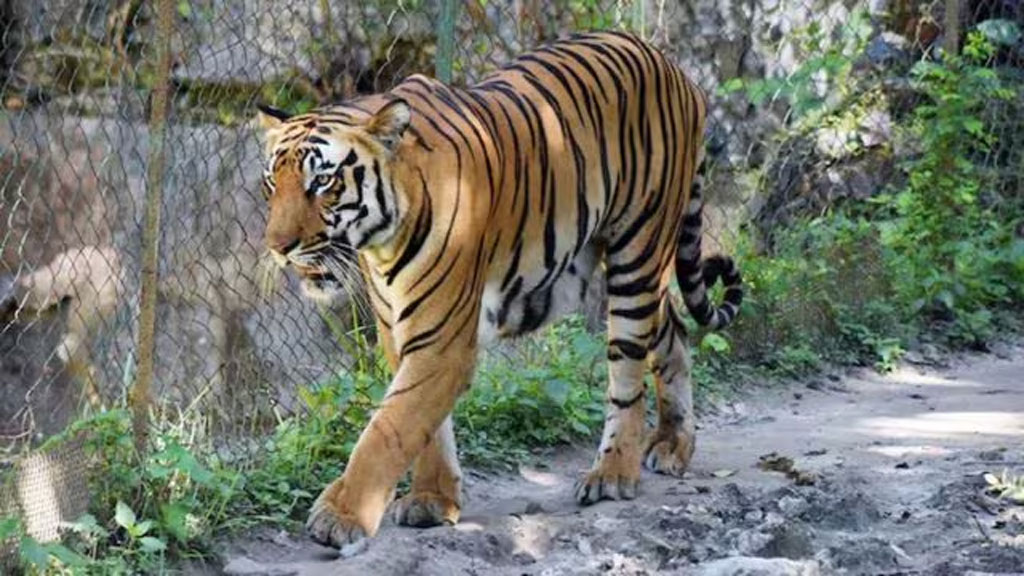 আসামে রয়েল বেঙ্গল টাইগারকে কুপিয়ে মারল গ্রামবাসী, মাথা ও চামড়া গায়েব