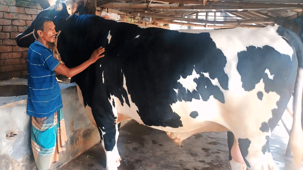 মান্দায় ‘টাইগার-নবাব’কে ঘিরে উৎসবের আমেজ