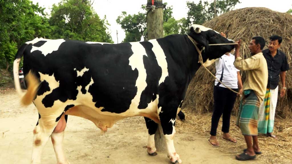 কোরবানির বড় চমক ৩০ মণের ‘টাইগার বিষু’, ফ্রিতে থাকছে ৫০ কেজি ছাগলও