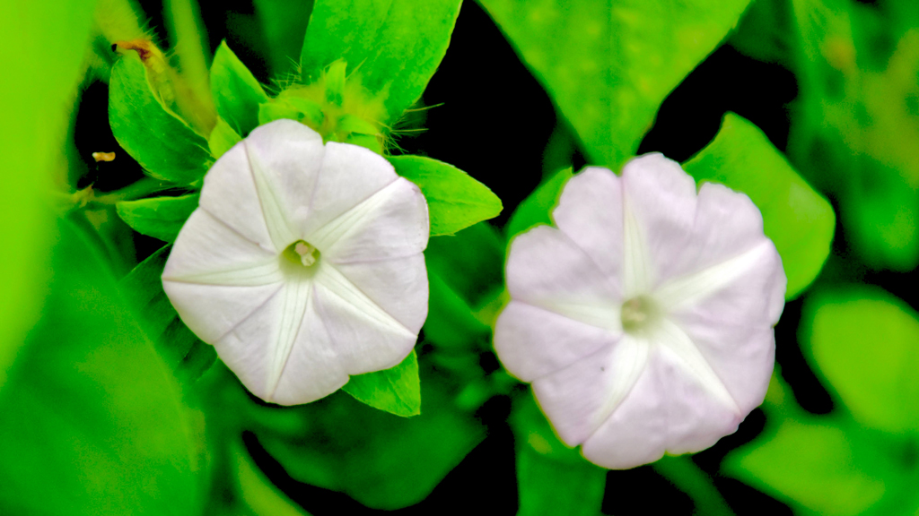 দিনের ছবি (২৭ জুন, ২০২৫)