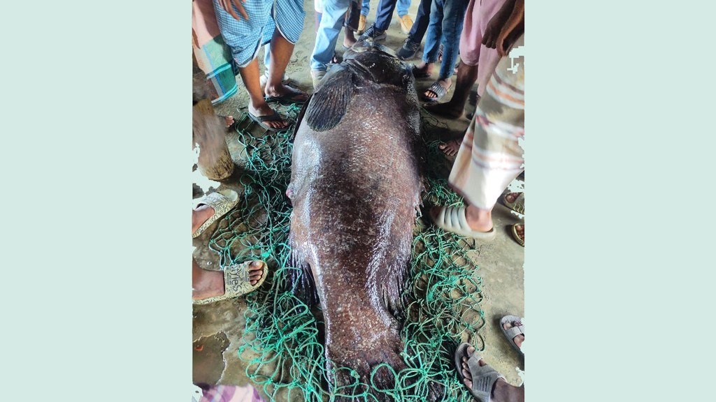 টেকনাফে জেলের জালে ৪ মণ ওজনের ভোল মাছ