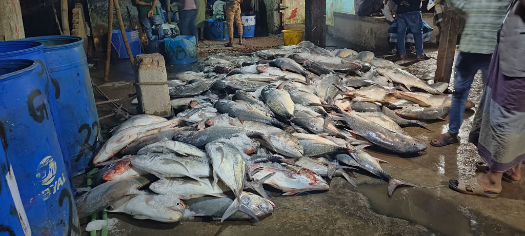 টেকনাফে জালে উঠল ১১২ মণ নাগু মাছ, ২০ লাখ ২৫ হাজার টাকায় বিক্রি