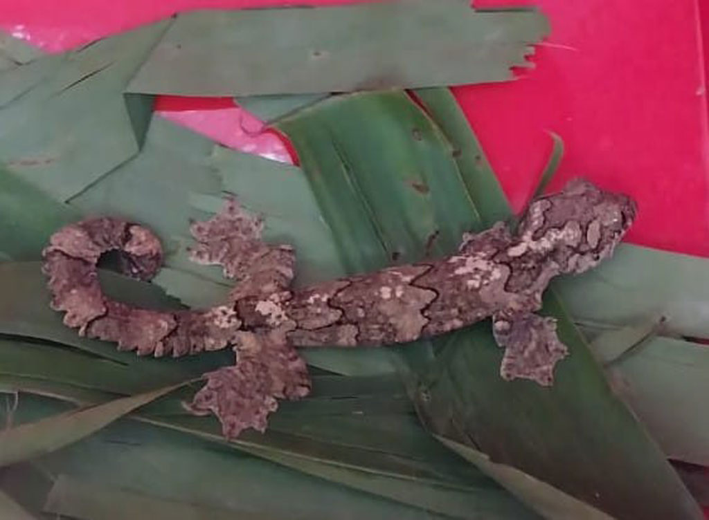 কলমাকান্দায় তক্ষক পাচারের সময় আটক ৯