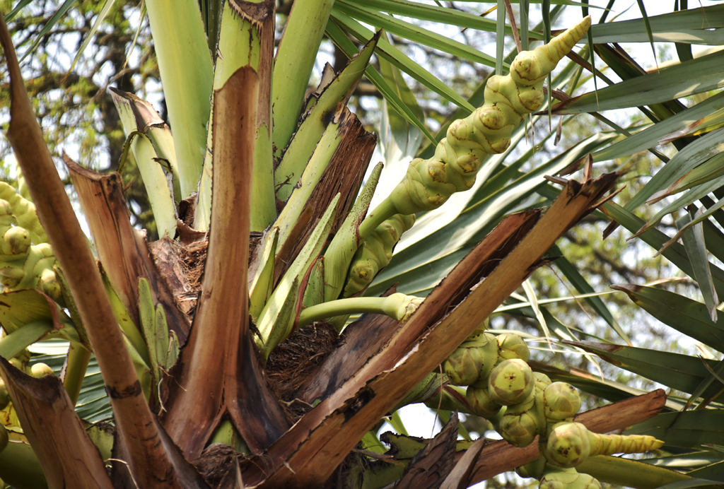 বরেন্দ্র অঞ্চলে গাছে গাছে আসতে শুরু করেছে গরমের ফল তাল বা তালকুর। গাছ থেকে কিছুদিন পর এগুলো নামাবেন গাছিরা। রাজশাহীর গোদাগাড়ী উপজেলা রিশিকুল ইউনিয়ন চব্বিশনগর এলাকা থেকে তোলা। ছবি: মিলন শেখ