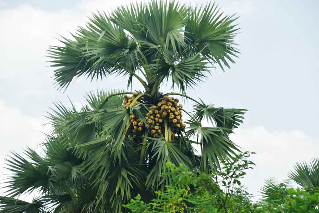 পাকা তালের মধুর স্বাদে মুখ রঙিন করার সময় এসে গেছে। বরেন্দ্র অঞ্চলে গাছে গাছে হলুদ রঙের তাল পাকতে শুরু করেছে। শরৎ এলে পাকা তালের উৎসব চলবে। ছবিটি রাজশাহীর গোদাগাড়ী উপজেলার দেওপাড়া ইউনিয়নের নিমঘুটু গ্রাম থেকে তোলা। ছবি: মিলন শেখ।