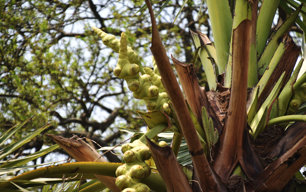 বরেন্দ্র অঞ্চলে গাছে গাছে আসতে শুরু করেছে গরমের ফল তাল বা তালকুর। গাছ থেকে কিছুদিন পর এগুলো নামাবেন গাছিরা। রাজশাহীর গোদাগাড়ী উপজেলা রিশিকুল ইউনিয়ন চব্বিশনগর এলাকা থেকে তোলা। ছবি: মিলন শেখ