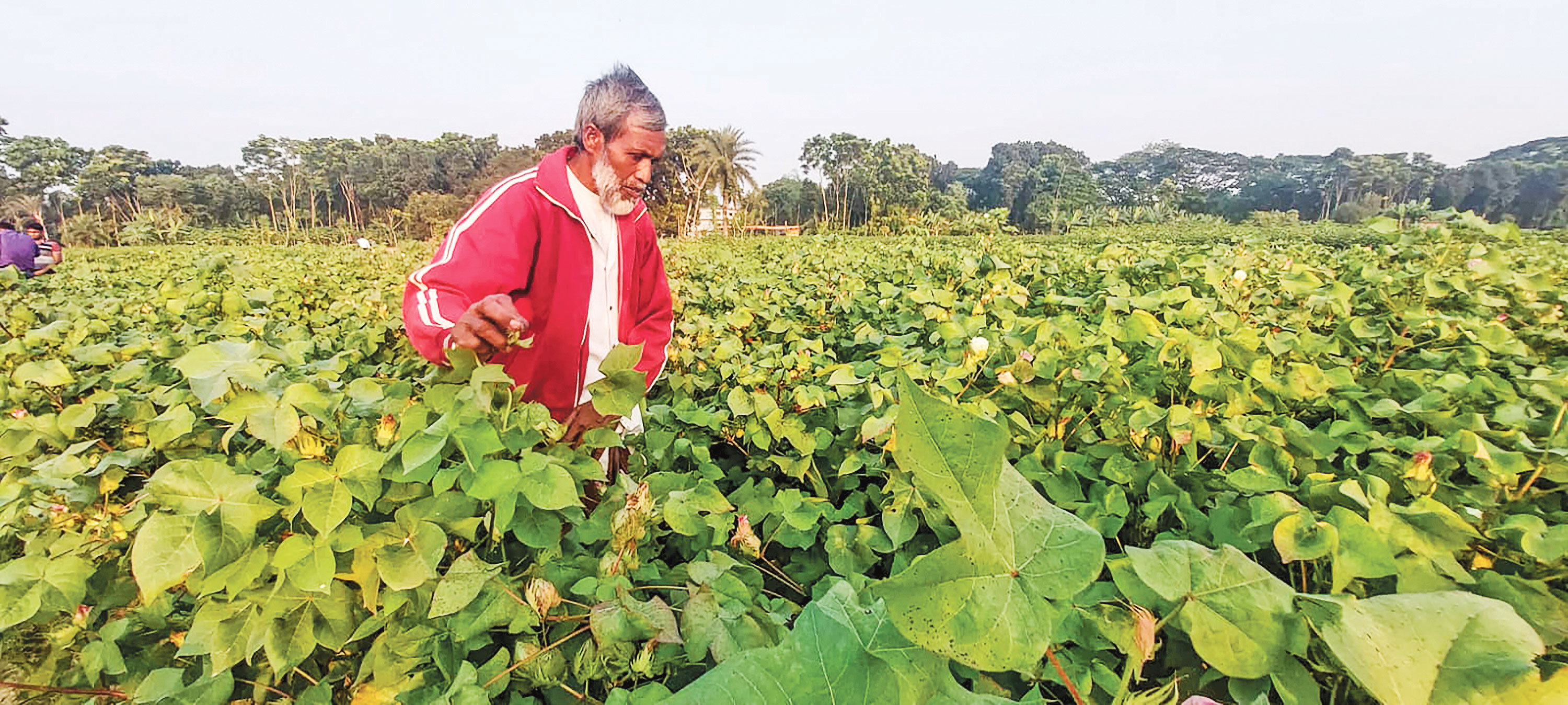 প্রণোদনায় বাড়ছে তুলা চাষ