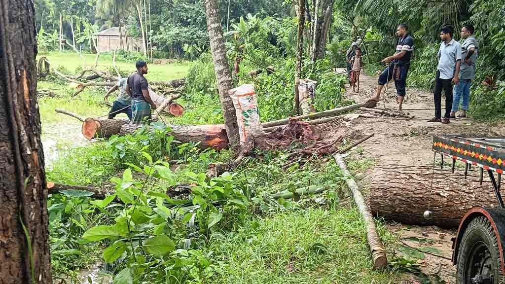 তালায় রাস্তার পাশের গাছ কাটার অভিযোগ