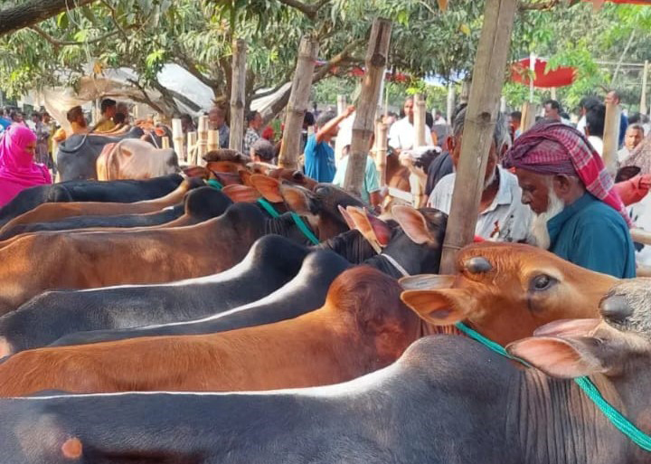 তালায় প্রস্তুত ২০ হাজার পশু, হাটে বাড়ছে বেচাকেনা