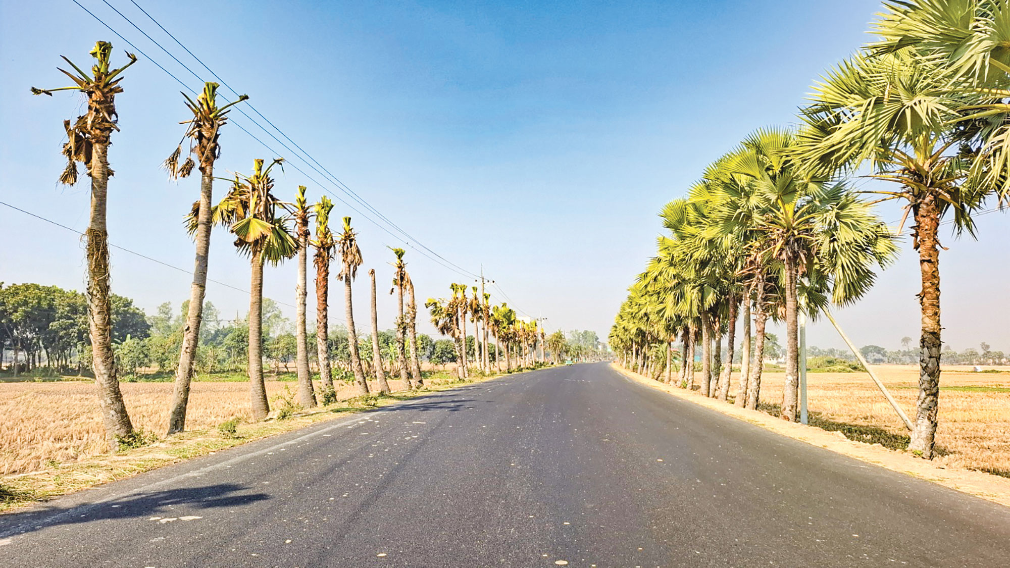 তালগাছ ন্যাড়া করে দেওয়ায় ক্ষুব্ধ নওগাঁবাসী