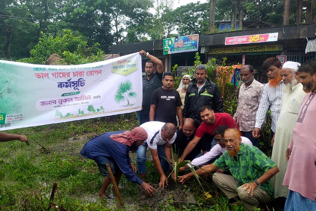 মিরসরাইয়ে পাঁচ কিলোমিটার সড়কের পাশে ২,৩০০ তালগাছ রোপণের উদ্যোগ তরুণের