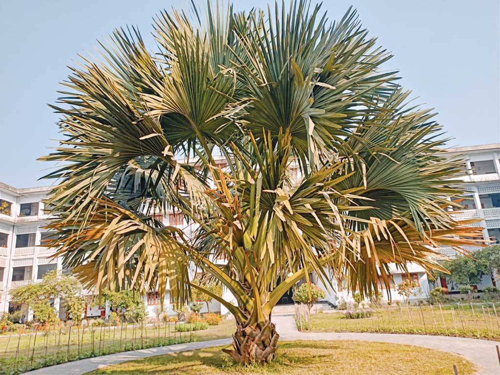বিলুপ্ত হওয়া গাছগুলো কি আর ফিরে আসবে