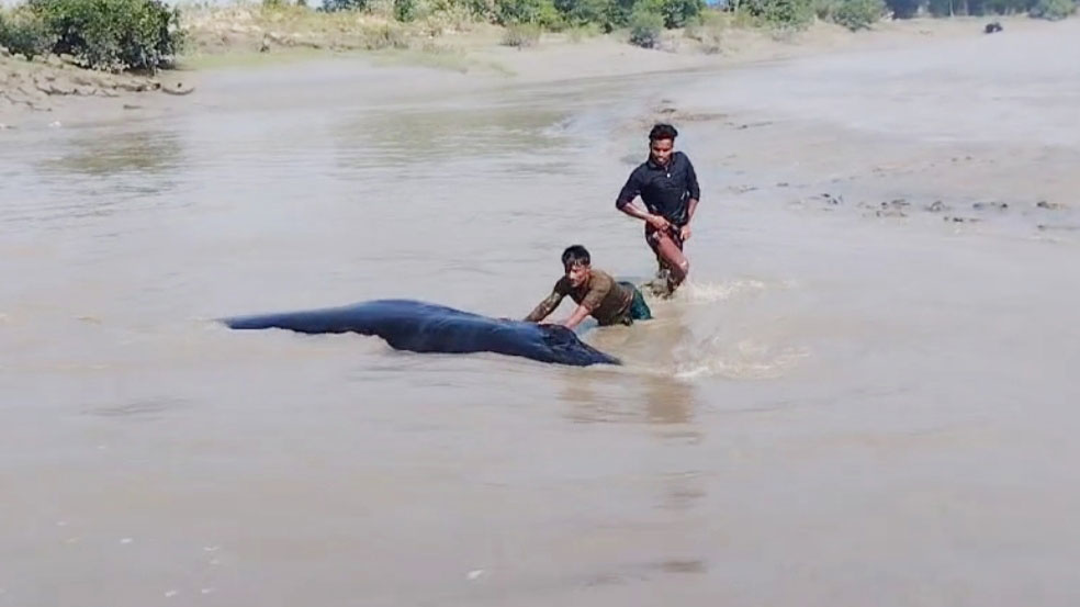 হাতিয়ার মেঘনায় দেখা মিলল বিশাল আকৃতির তিমি