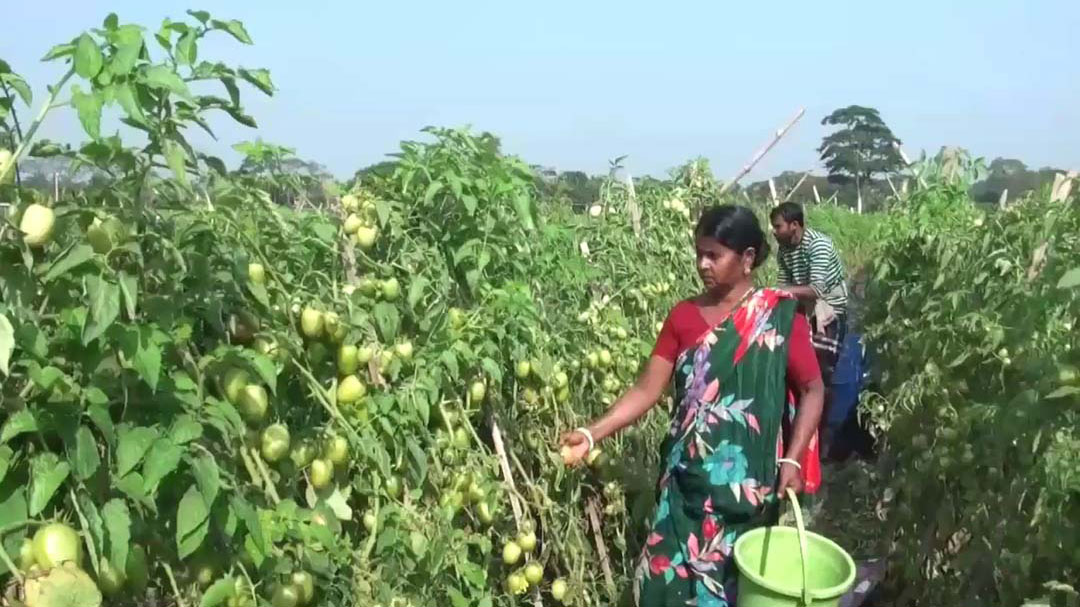 সবজি গ্রামে শীতকালীন চাষে ব্যস্ত গোপালগঞ্জের কৃষকেরা