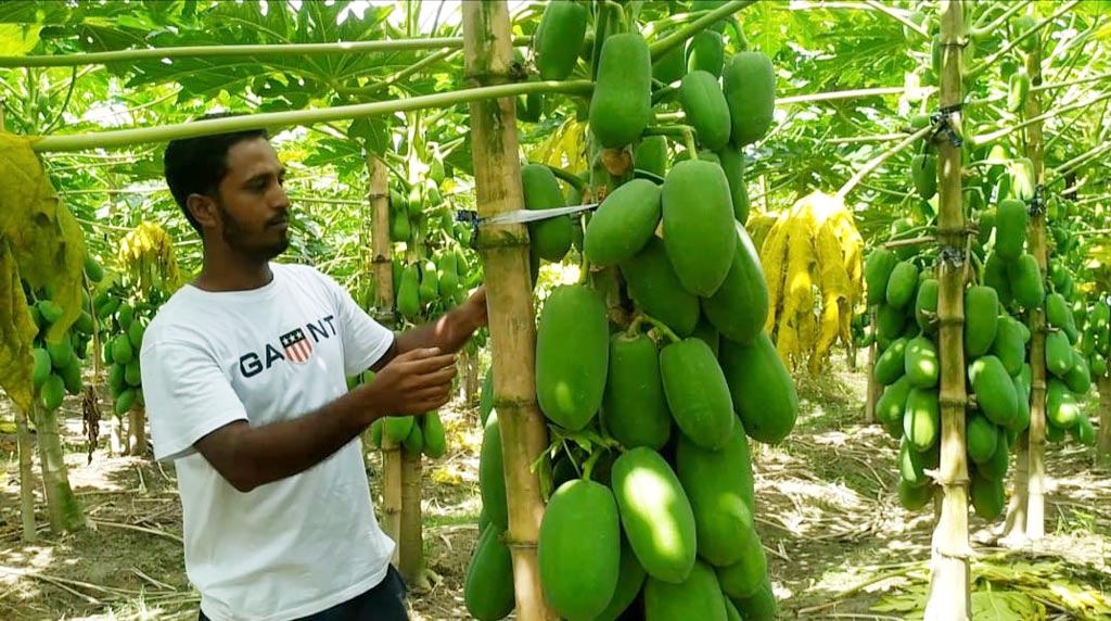 আনারসের রাজ্যে পেঁপের বিপ্লব