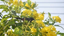 দিনের ছবি (২০ অক্টোবর, ২০২৬)