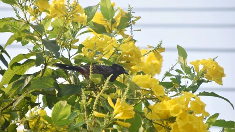 দিনের ছবি (২০ অক্টোবর, ২০২৬)