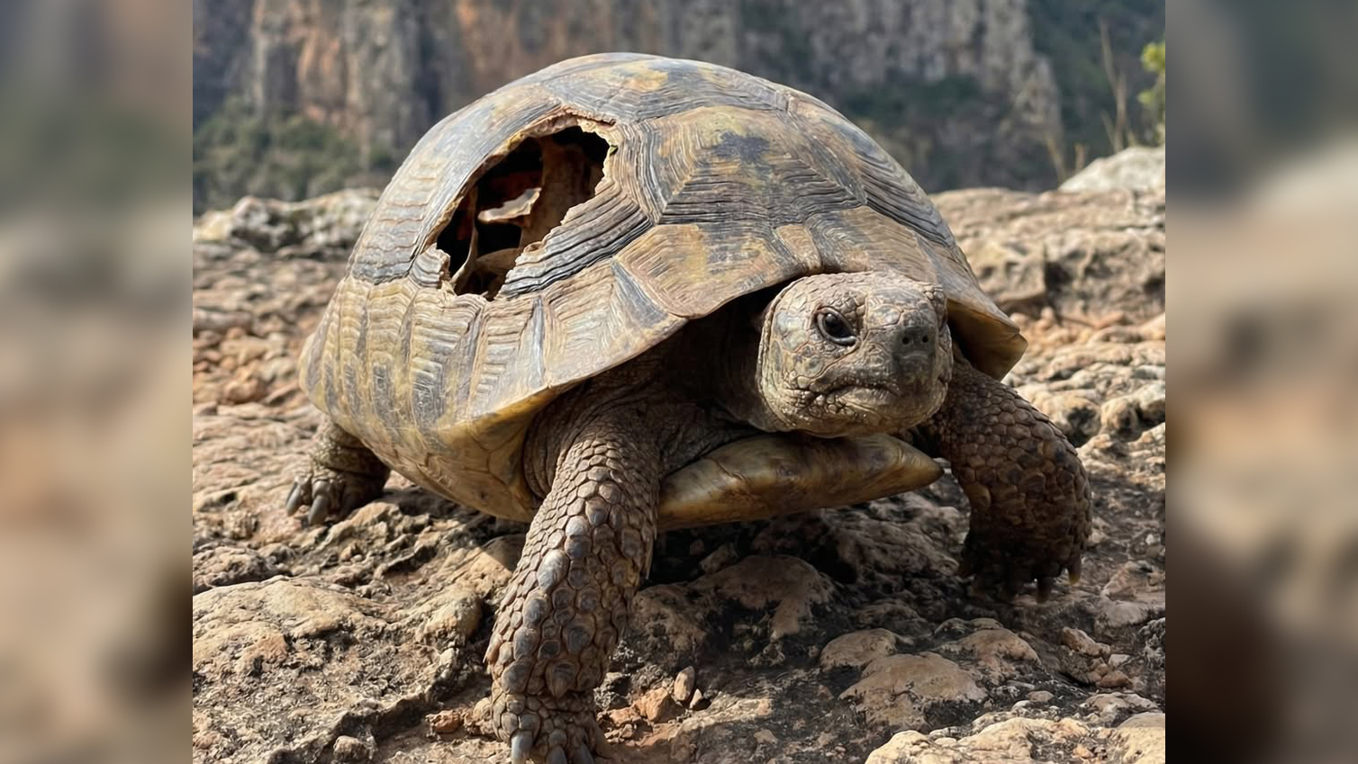 দ্বীপে কামোন্মত্ত পুরুষদের অত্যাচারে পাহাড়চূড়া থেকে লাফ, বিলুপ্তির পথে স্ত্রী কচ্ছপ