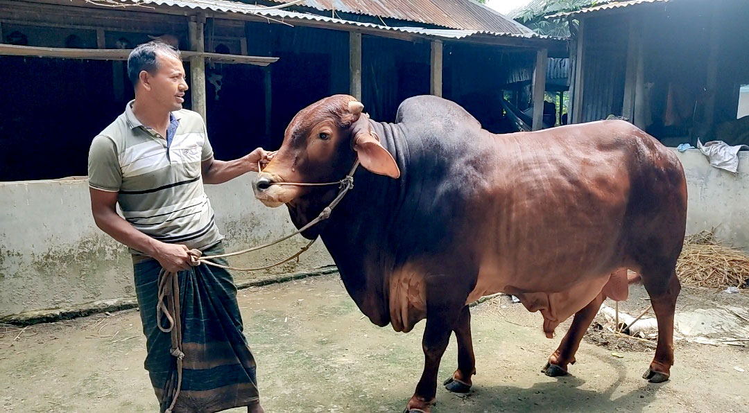 ঝড়ের রাতে জন্ম, নাম তাই ‘তুফান’, ১৭ মণের ষাঁড় এখন মালিকের গর্ব