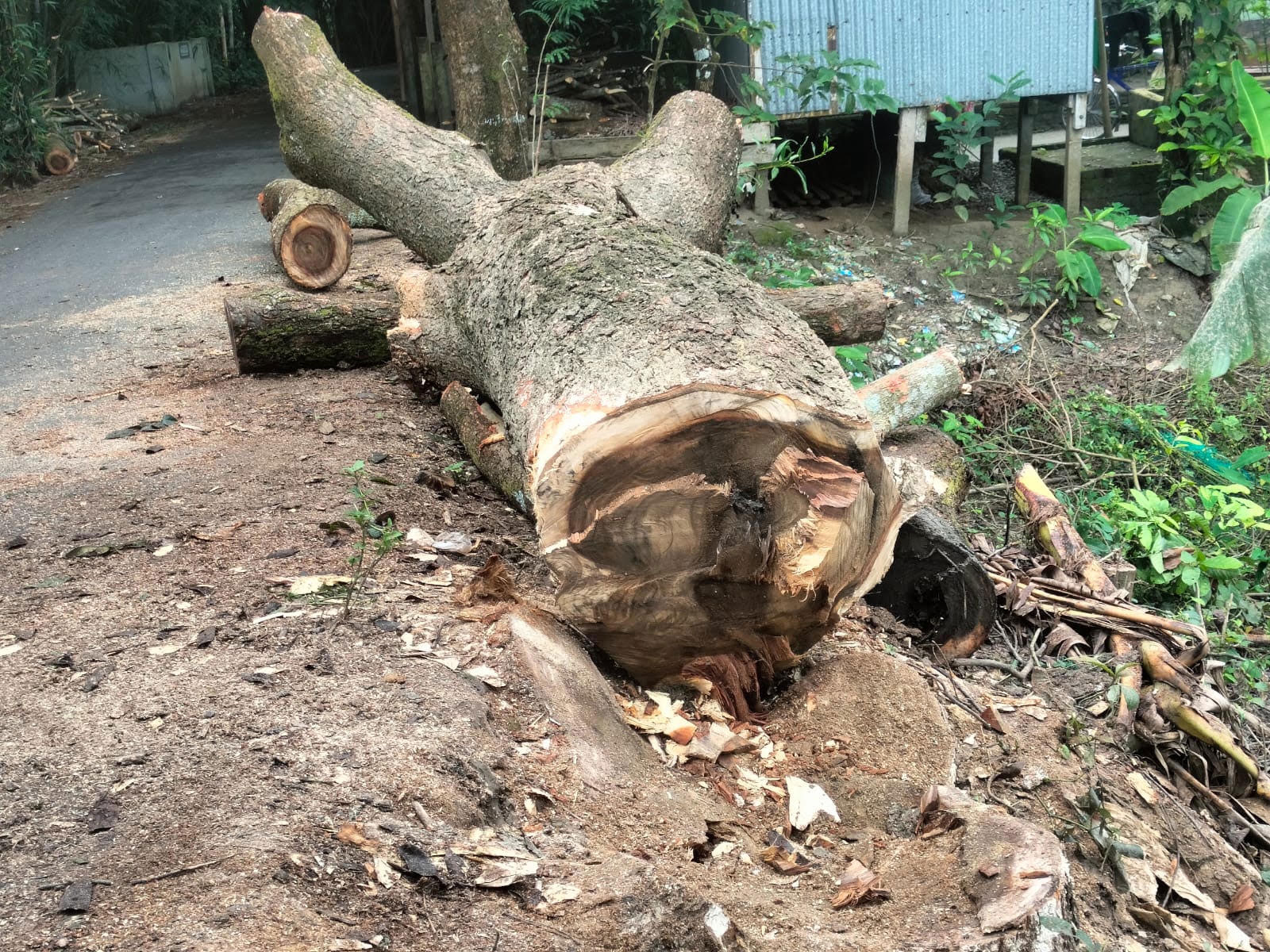 ইউএনওর হস্তক্ষেপে গাছ কাটা বন্ধের ১৩ দিন পর ফের কেটে ফেলার অভিযোগ