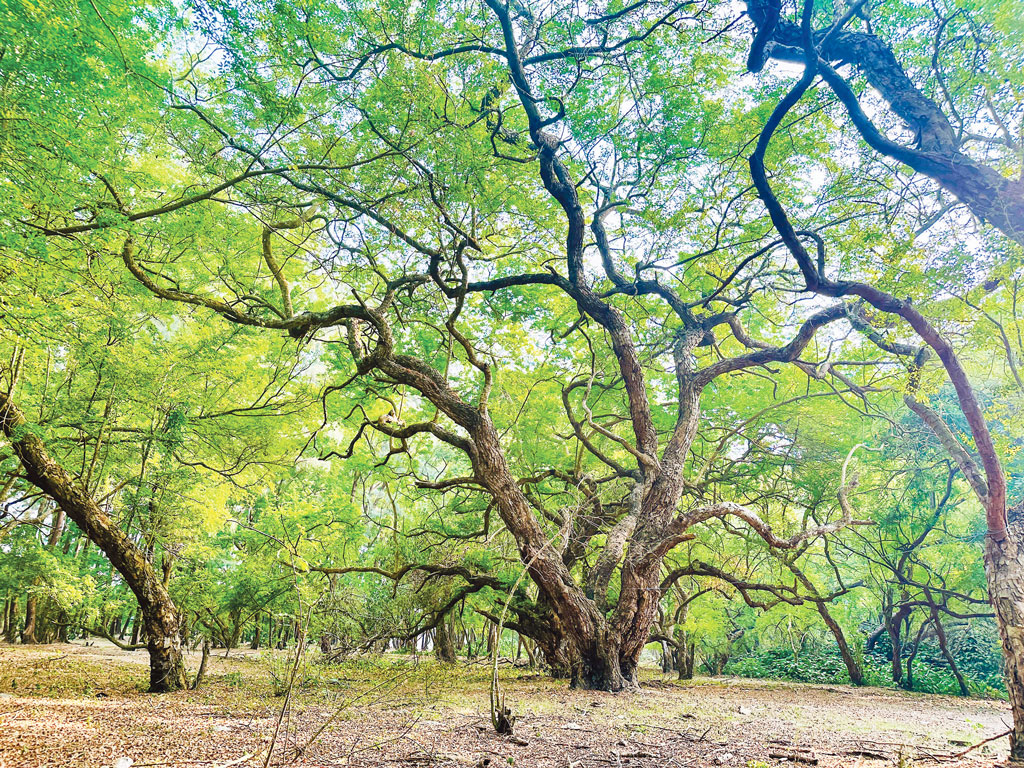 দক্ষিণের স্বর্গদ্বীপ চর হেয়ার