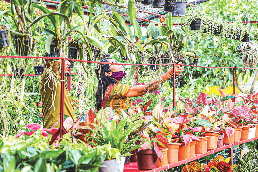 বিদেশি উদ্ভিদ দেশের জন্য কি ভালো