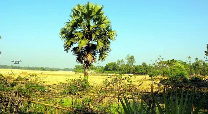 তালগাছ, তুলাগাছ, বাঁশঝাড়ে
কি জিন-ভূত থাকে?