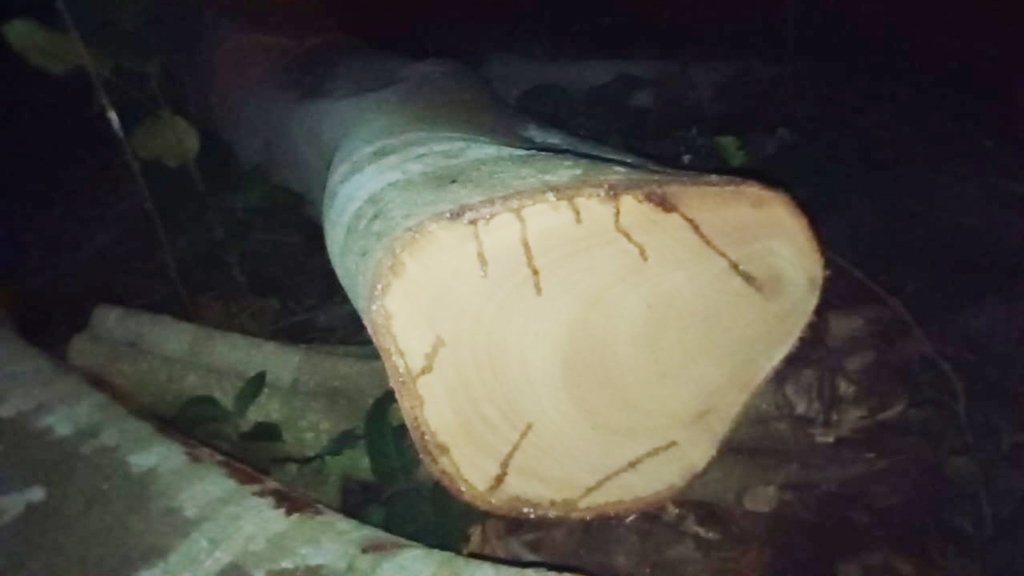 চৌগাছায় বটগাছ কাটলেন বিএনপি নেতা