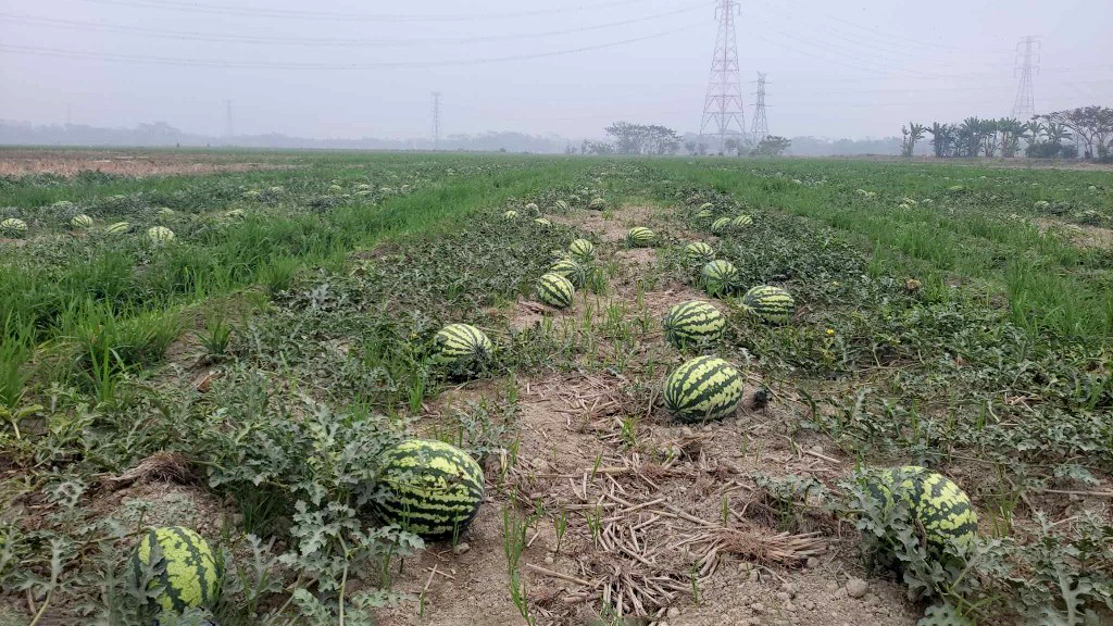 আমতলীতে ক্রেতা সংকটে তরমুজ নিয়ে বিপাকে চাষিরা