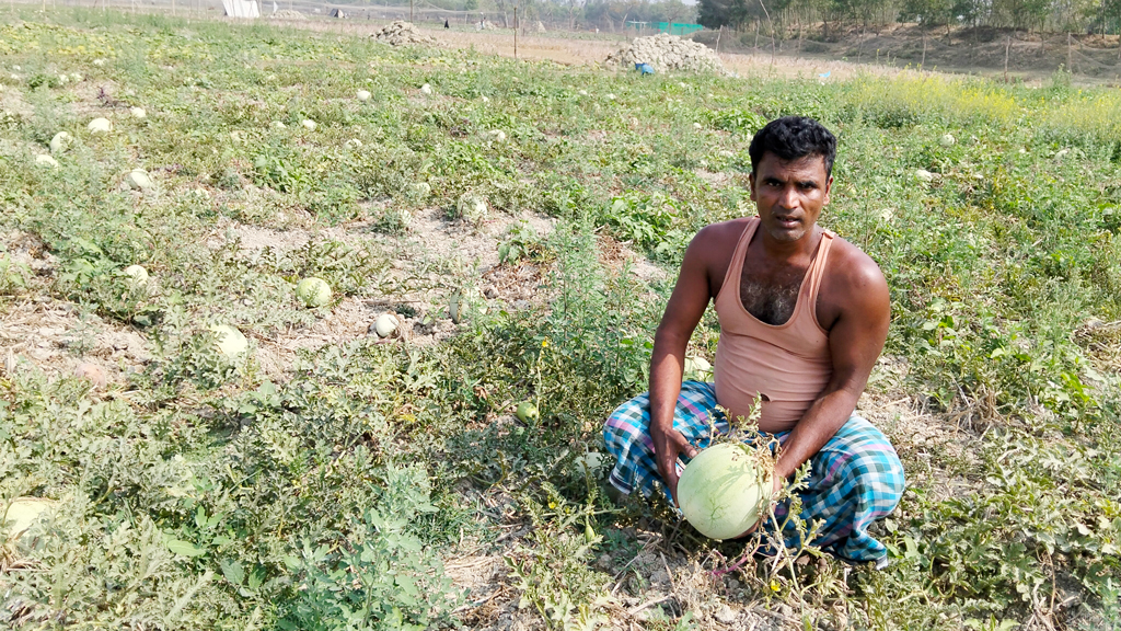 চট্টগ্রামের উপকূলে তরমুজ চাষ, ফলন প্রত্যাশার চেয়েও বেশি