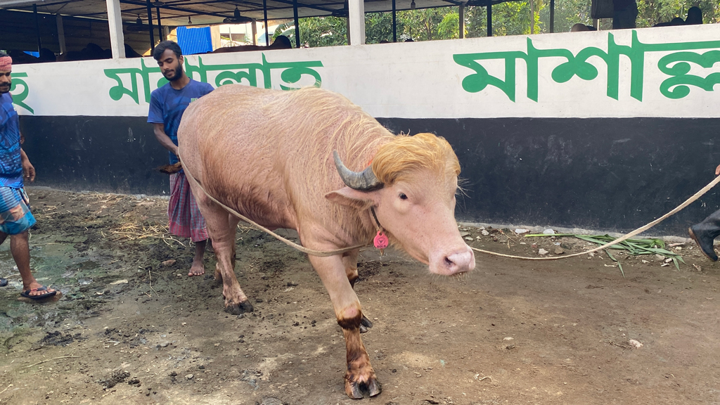 মহিষের নাম ‘ডোনাল্ড ট্রাম্প’