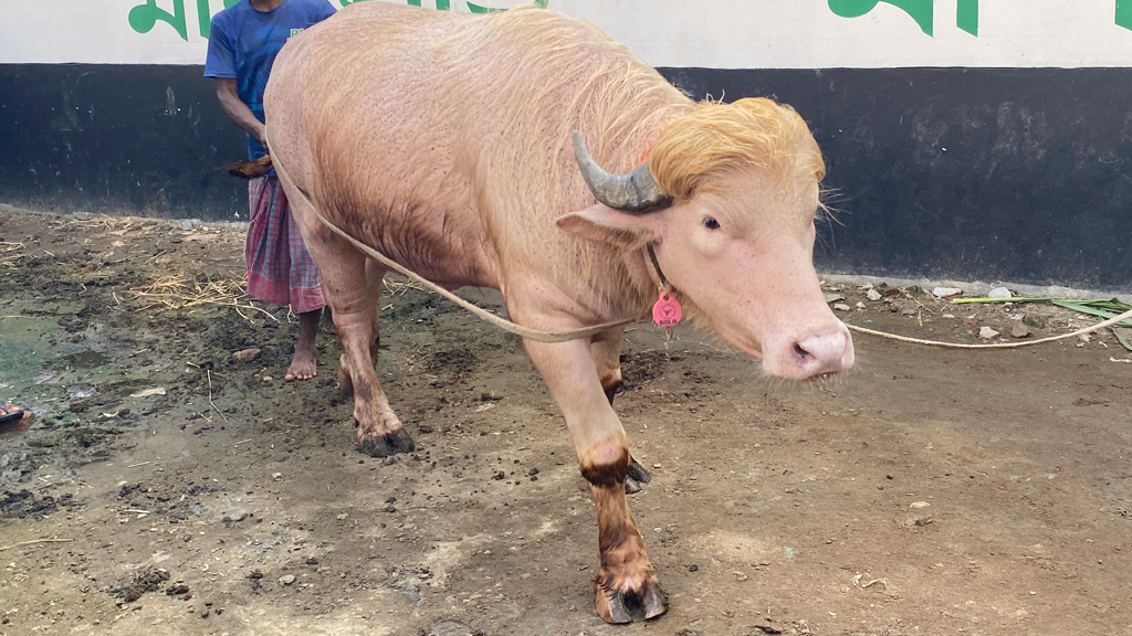 কোরবানির মহিষের নাম ট্রাম্প-নেতানিয়াহু, আন্তর্জাতিক সংবাদমাধ্যমেও হলো প্রতিবেদন