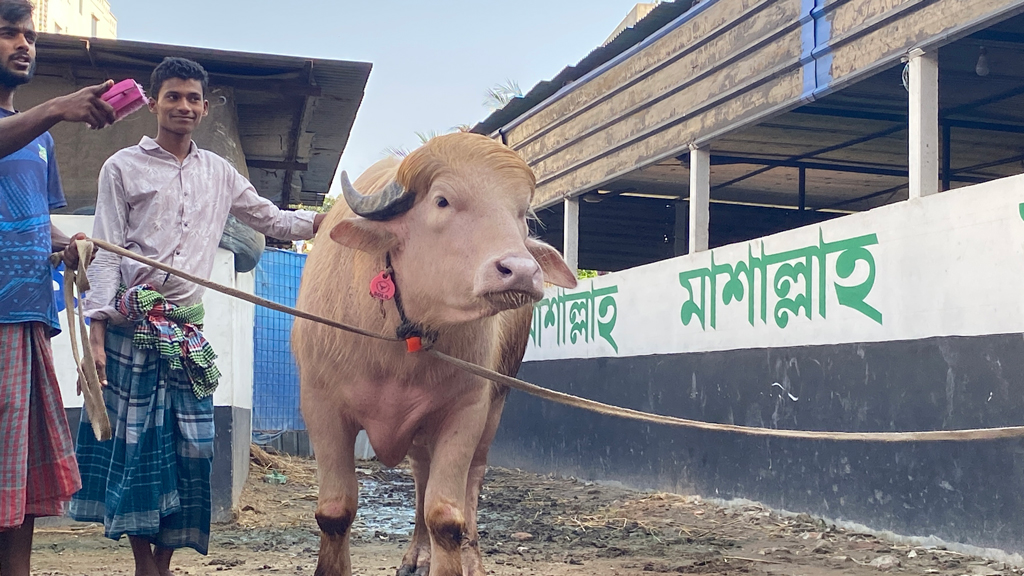 মানুষের নামে কোরবানির পশুর নাম রাখা যাবে কি